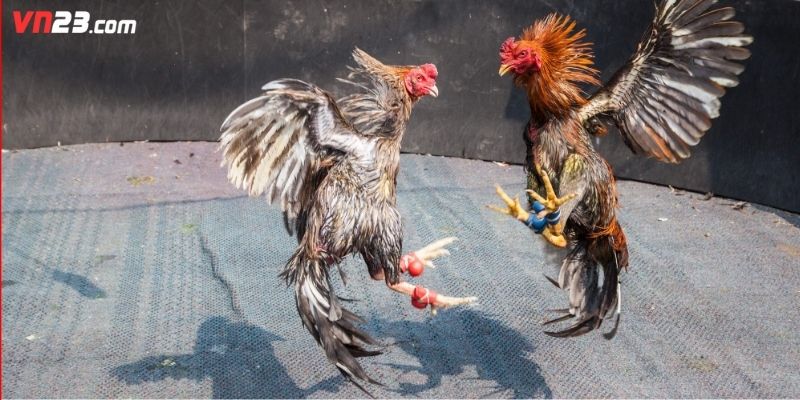 Chi tiết từng bước để người chơi dễ dàng áp dụng