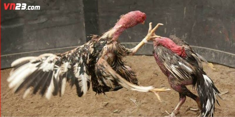 Khám phá những lợi ích thực tế từ kinh nghiệm đặt kèo