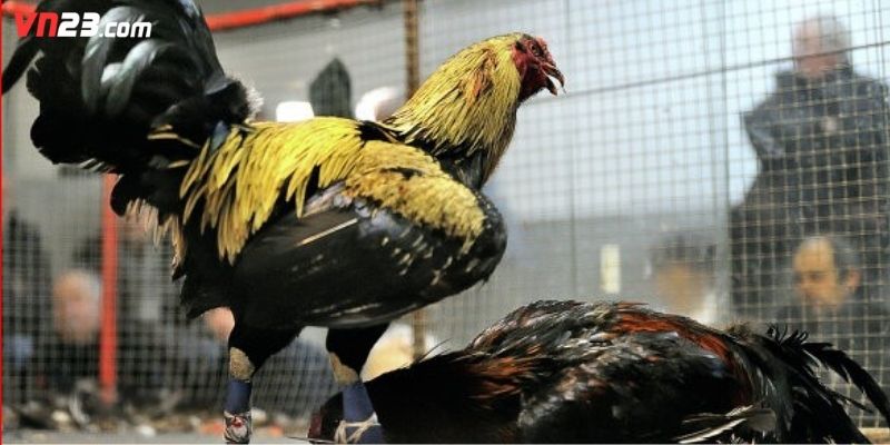 Khám phá sự kịch tính của game này