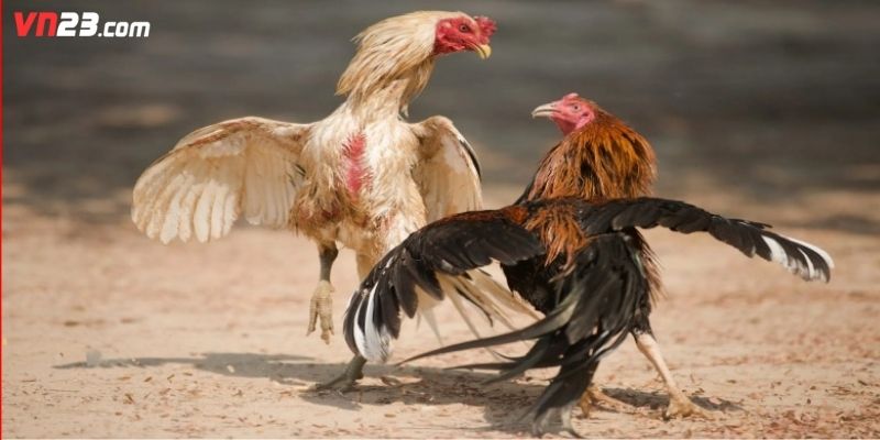 Người chơi nên nắm rõ kinh nghiệm đặt kèo đá gà online